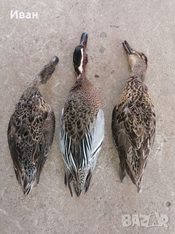 Птици за препариране , снимка 4 - други­ - 33834131