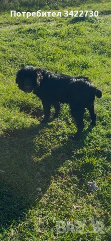 Куче за трюфели, снимка 4 - Кокер шпаньол - 52734730