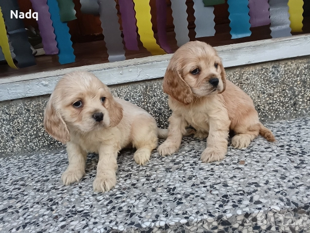 Кокер шпаньол Страхотни 