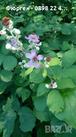 Розово цъфтяща сладка къпина (Лох мери), снимка 3 - Разсади - 38995508