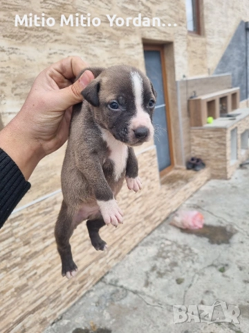 Продавам малки Американски питбула по на 30 дена, снимка 4 - Питбул - 53472374