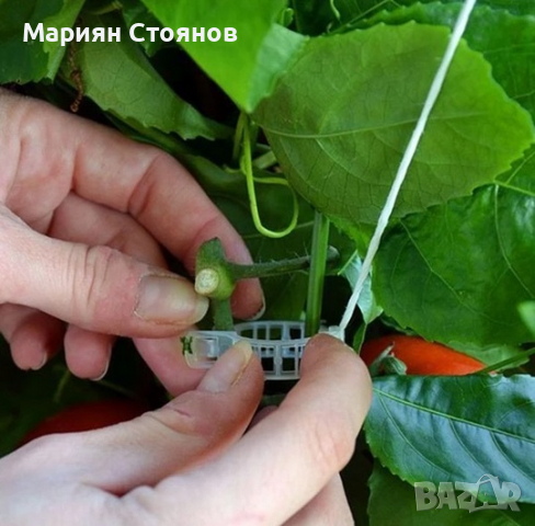 Скоби за домати колове растения връзване поддръжка пластмасови зеленчуци, снимка 9 - Градински инструменти - 36410132