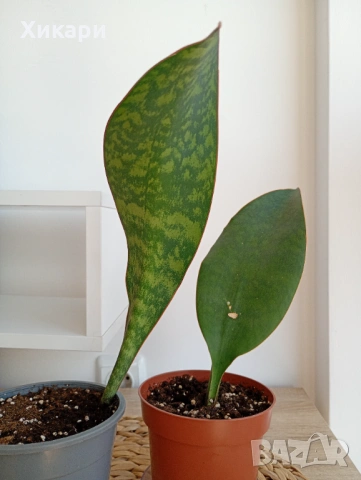 Sansevieria Masoniana - Whale fin ( Сансевиера Китова перка ), снимка 7 - Стайни растения - 51888121