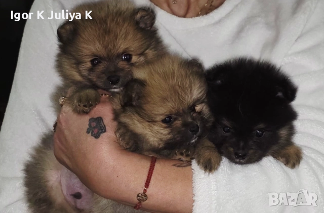 Померанчета, пухави топки, снимка 4 - Померан - 52677456