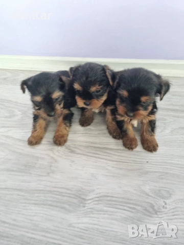 Йоркшир териер , снимка 10 - Йоркширски териер - 53053770