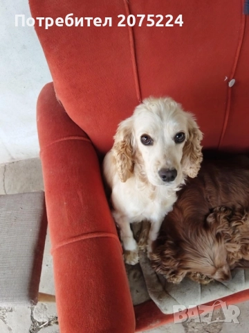 Кокер шпаньол, снимка 6 - Кокер шпаньол - 51240133