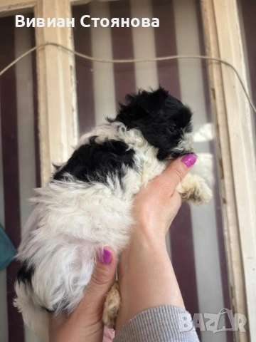 Мини цветно йорки женско, снимка 6 - Йоркширски териер - 53797917