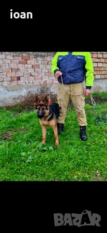 Обучено мъжко немска овчарка 