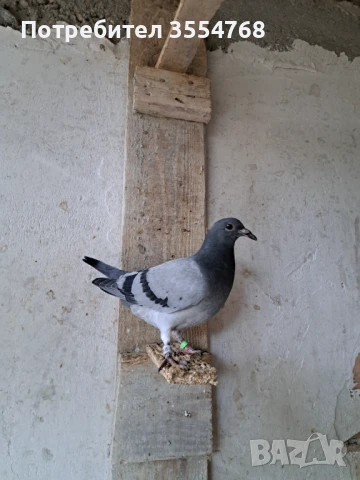 Продавам спортни гълъби , снимка 8 - Гълъби - 50497845