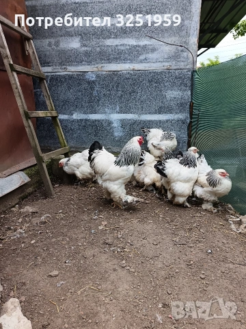 Колумбииска брама, снимка 2 - други­ - 53728550