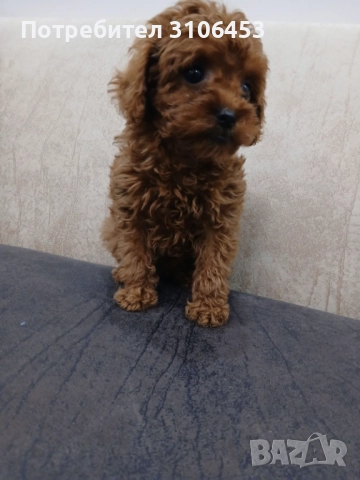Той пудел toy poodle, снимка 3 - Пудели - 52416914