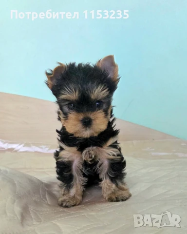 мини йоркширски териер, снимка 1