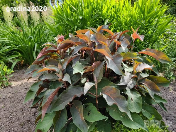 Хортензия aspera Hot Chocolate, снимка 5 - Разсади - 40532245