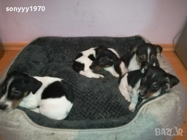 ДЖАК РЪСЕЛ КУЧЕНЦА-ЖЕНСКО ИЛИ МЪЖКО 0410251719, снимка 5 - Джак ръсел териер - 51944592