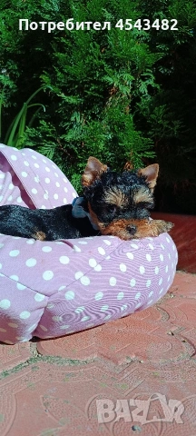 йоркширски териер , снимка 2 - Йоркширски териер - 53257407