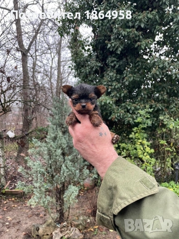 СУПЕР МИНИ ЙОРКИ Доставка, снимка 5 - Йоркширски териер - 53539980