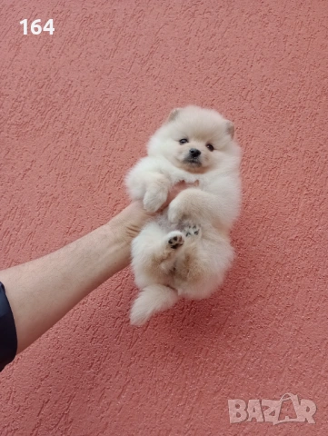 Женски Померани. Снимки от 18.02.26 г. , снимка 8 - Померан - 53520592