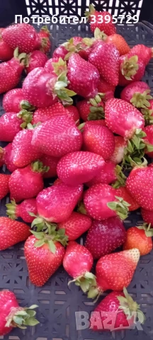 разсад за ягоди само сега не изпускаите шанса запазете си разсад за ягоди 0.30€, снимка 13 - Разсади - 53264169