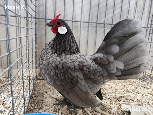 Продавам син Розкомби. , снимка 5 - Кокошки и пуйки - 53252380