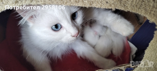 коте, бяло, сини очи, 5 мес., снимка 10 - Британска късокосместа - 52889766
