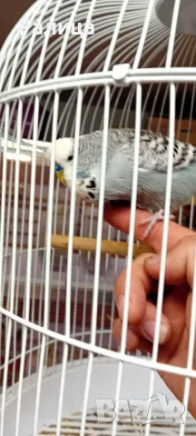 Изложбено вълнисто папагалче, снимка 1