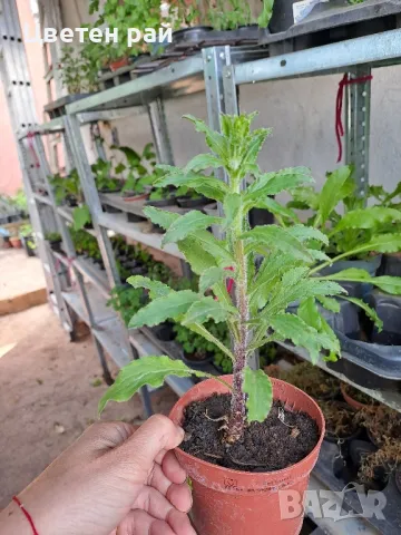 Кампанула камбанка и кампанула гломерата , снимка 3 - Градински цветя и растения - 50331205