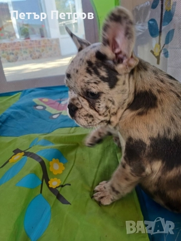 френски булдог -булдочета , снимка 1