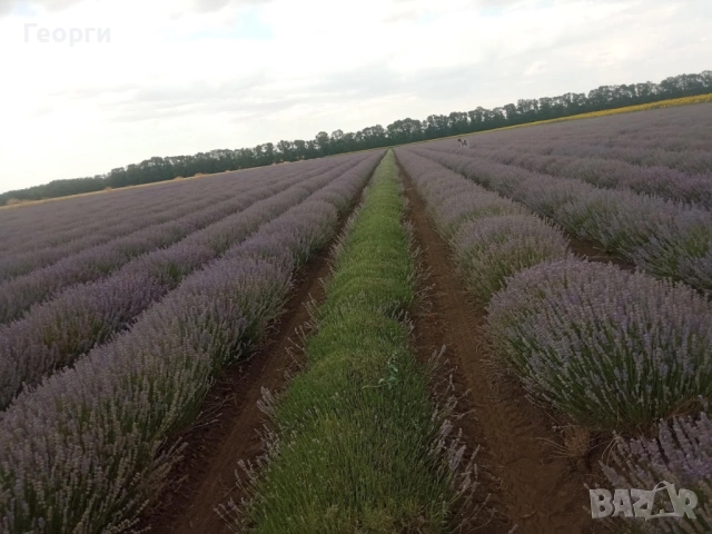 Лавандулово масло, снимка 3 - Ароматизатори - 53117472