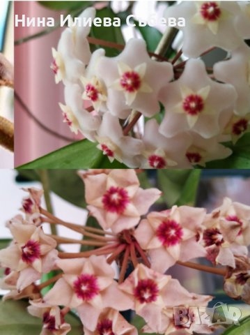 Хоя, восъчно цвете Krinkle, Krimson Queen,Kerrii,Trikolor, Sigillatis,Memoria,Gracilis , Red flower , снимка 10 - Стайни растения - 38144799