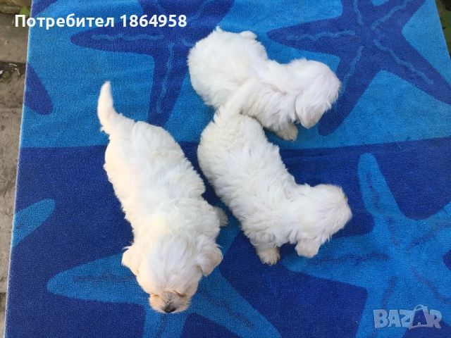 СУПЕР МИНИ МАЛТИЙСКА БОЛОНКА Доставка, снимка 5 - Болонка - 52068837