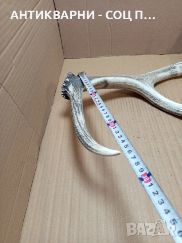 Стар Голям Единичен Еленски Рог Рога Тегло 1.450кг. НОМЕР 721., снимка 14 - Антикварни и старинни предмети - 53528348