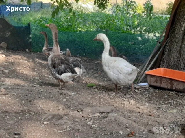 Продавам гъски .......,.............., снимка 4 - Кокошки и пуйки - 55895535