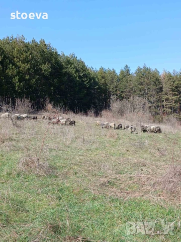 Продавам агнета