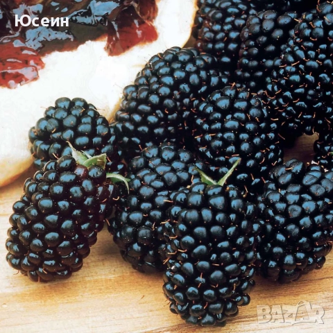 разсад от къпина без бодли