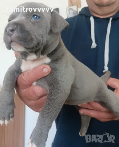 Продавам питбули, снимка 1