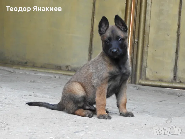 Белгийска овчарка, снимка 5 - Белгийска овчарка - 55799702