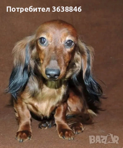 Дългокосмест миниатюрен дакел, снимка 3 - Дакели - 53708173