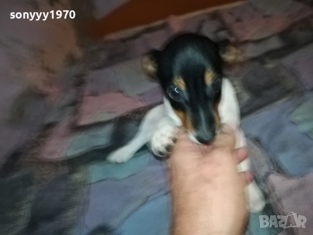 ДЖАК РЪСЕЛ-ЖЕНСКО НА 2 МЕСЕЦА 3110251531, снимка 3 - Джак ръсел териер - 52247345
