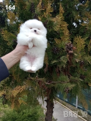 Бели мини Померани. Реални снимки от 28.02.26 г. Момче и момиче. 