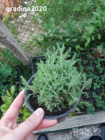 Сантолина Сребриста  , снимка 5 - Градински цветя и растения - 27370133