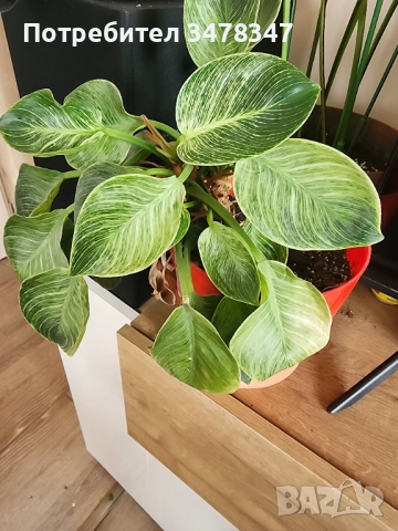 Филодендрон Биркин, снимка 3 - Стайни растения - 52097623