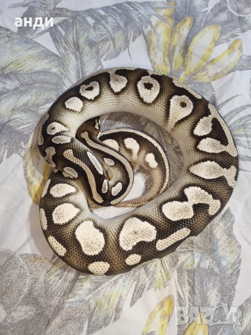 мъжки кралски питон Mojave orange dream pastel, снимка 9 - Змии - 52985615