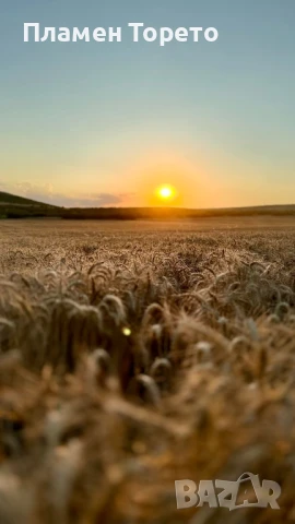 Пшеница - реколта 2025г.