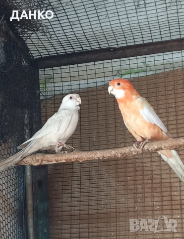 ПОСЛЕДНИ!!!  РАЗМНОЖАВАЩИ СЕ ДВОЙКИ ПЕНАНТОВИ РОЗЕЛИ