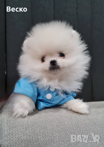 Померан мини мъжко , снимка 5 - Померан - 52907523