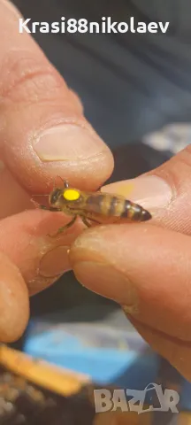 Пчелни майки 