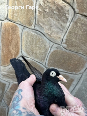 Софийски донеци, снимка 4 - Гълъби - 53582453