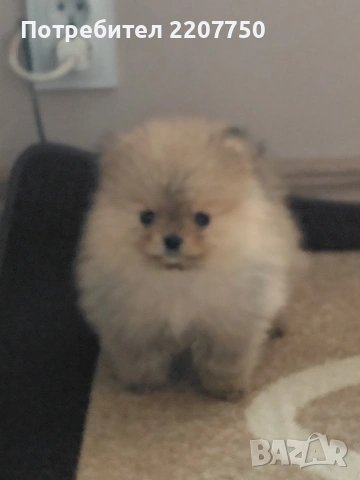 продавам померан , снимка 2 - Померан - 53472972