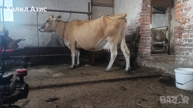Продавам стадо крави джарсей. 34 броя редовни дойни. Повечето са бременни 7-ми месец., снимка 7 - Крави - 52032985