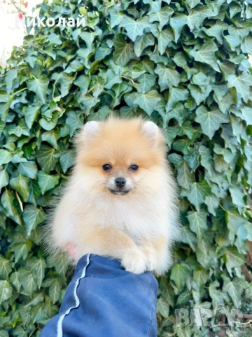 Померан мини момче със втора ваксина, снимка 2 - Померан - 53824469